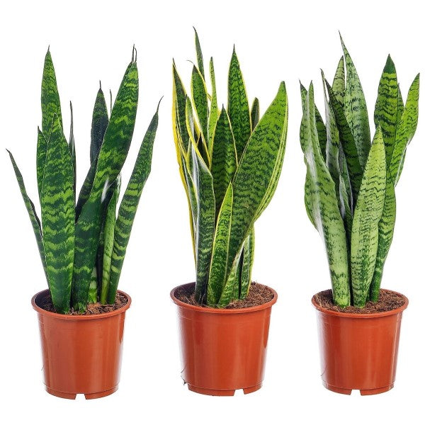 Snake Plant, Sansevieria Trifasciata, Laurentii, indoor – image 2