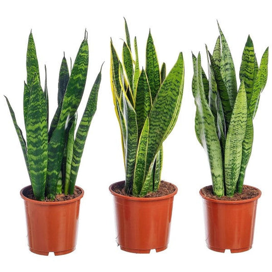 Snake Plant, Sansevieria Trifasciata, Laurentii, indoor – image 2