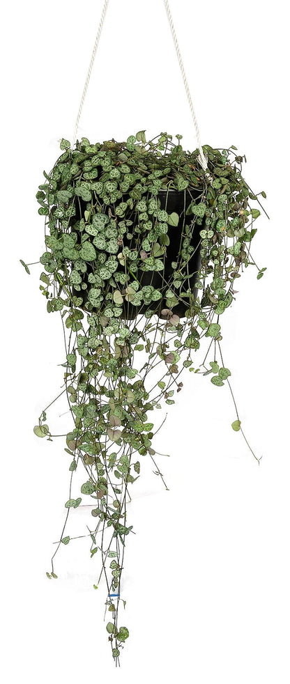 String of Hearts, Ceropegia Woodii – image 3