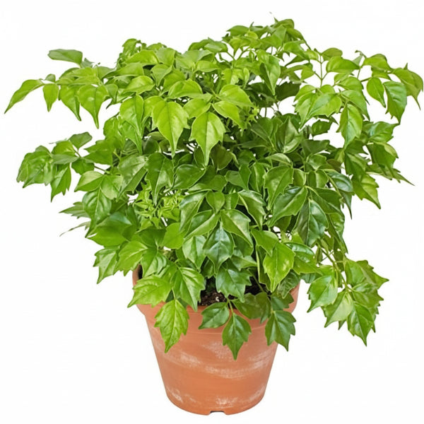 China Doll Plant – image 4