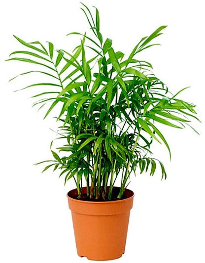 Parlour Palm, Bamboo Palm, Chamaedorea elegans – image 3