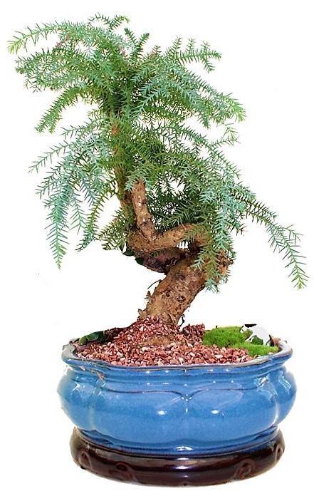 Araucaria Bonsai Decor – image 3