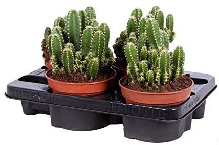 Peruvian Cactus, Cereus Peruvianus – image 4