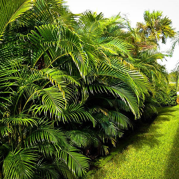Areca Palm , Chrysalidocarpus lutescens (Outdoor) – image 6