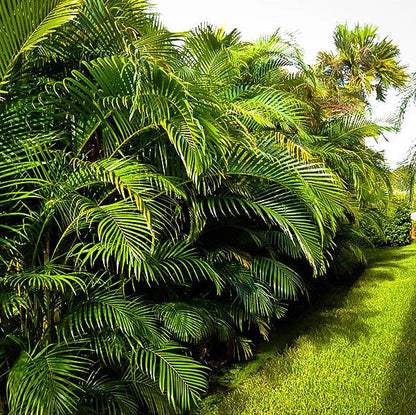 Areca Palm , Chrysalidocarpus lutescens (Outdoor) – image 6
