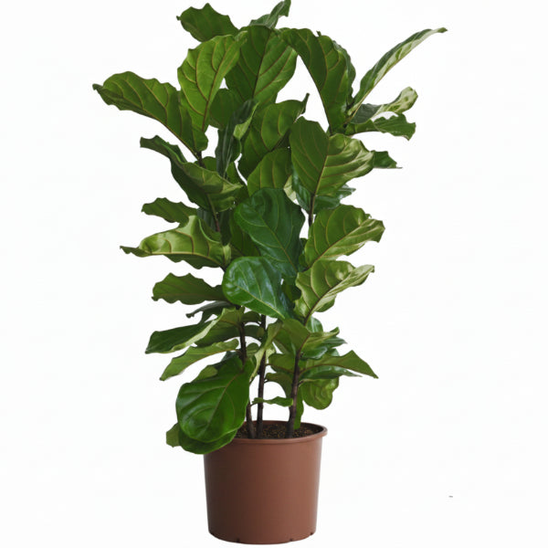 Ficus Lyrata - Fiddle Leaf Fig – Green Plants