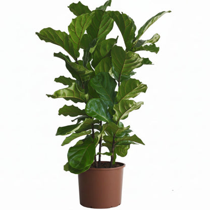 Ficus Lyrata - Fiddle Leaf Fig – Green Plants