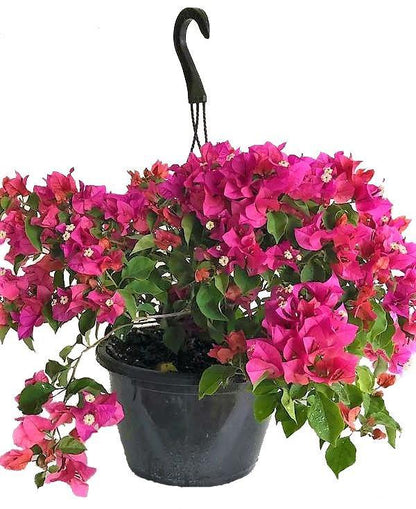 Great Bougainvillea, Bougainvillea Spectabilis – image 5