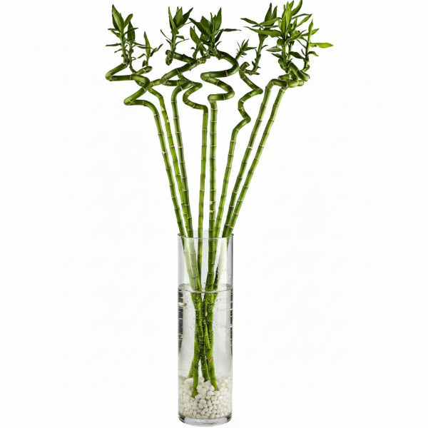 Lucky Bamboo Sticks, Dracaena Sanderiana – image 2