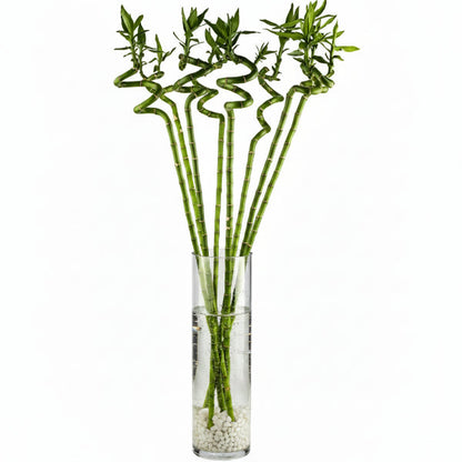 Lucky Bamboo Sticks, Dracaena Sanderiana – image 2