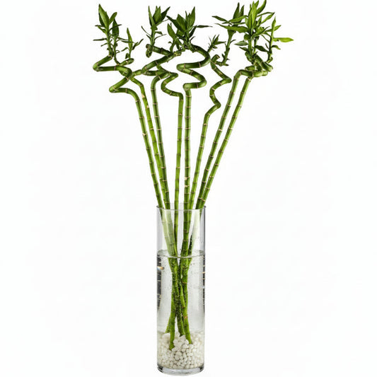 Lucky Bamboo Sticks, Dracaena Sanderiana – image 2