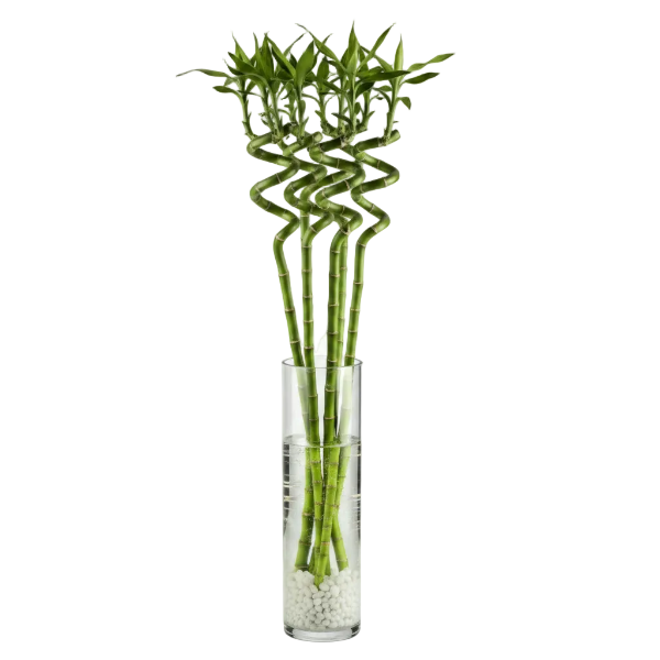 Lucky Bamboo Sticks, Dracaena Sanderiana – image 9