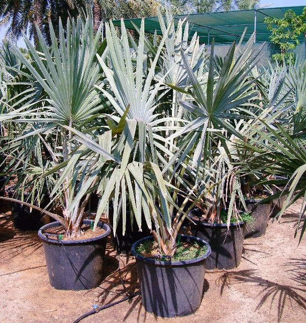 Bismark Palm, Bismarckia Nobilis – image 4