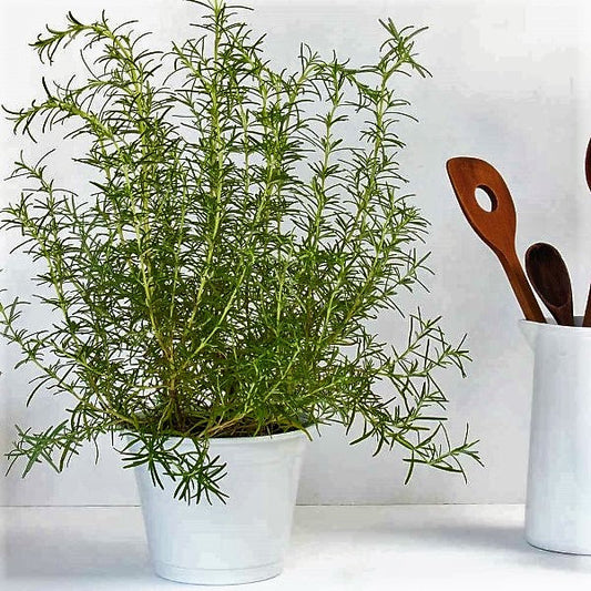 Rosmarinus Officialis, Rosemary Herb Indoor – image 2