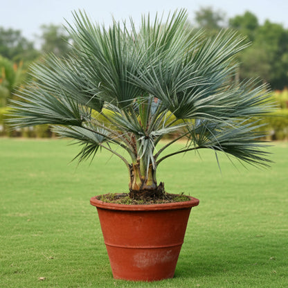 Mexican Blue Palm, Brahea Armata – image 4