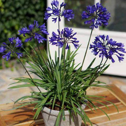 Agapanthus African, African Lily – image 5