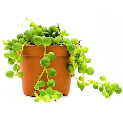 String of Pearls, Senecio Rowleyanus – image 1