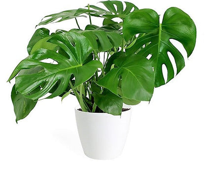 Swiss Cheese Plant, Monstera Deliciosa , The Hurricane – image 5