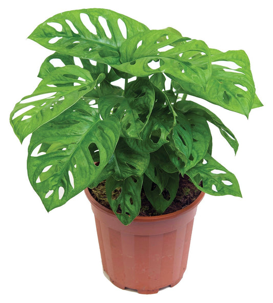 Monstera Adansonii, Swiss Cheese Plant – image 2