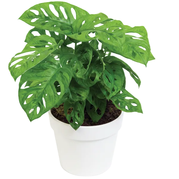 Monstera Adansonii, Swiss Cheese Plant – image 7