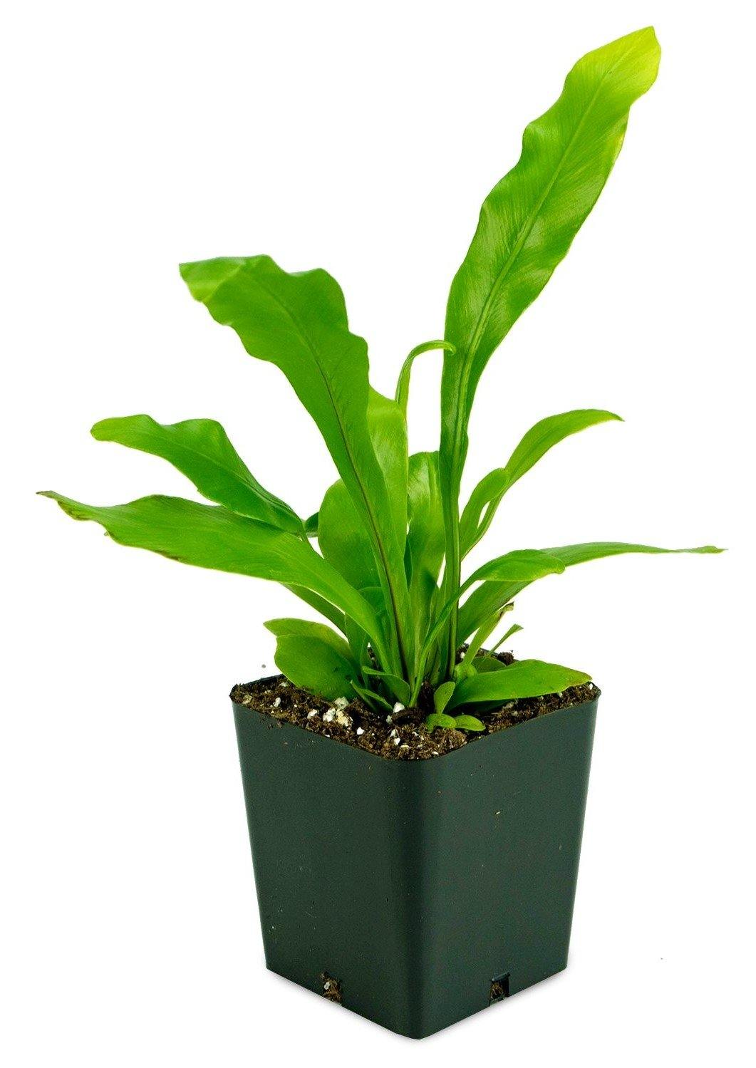 Bird’s Nest Fern, Asplenium Nidus – image 3
