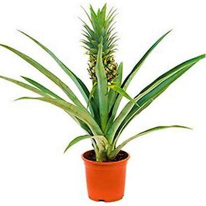 Pineapple, Ananas Comosus – image 4