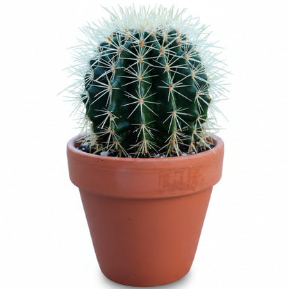 Ball Cactus, Barrel – image 4