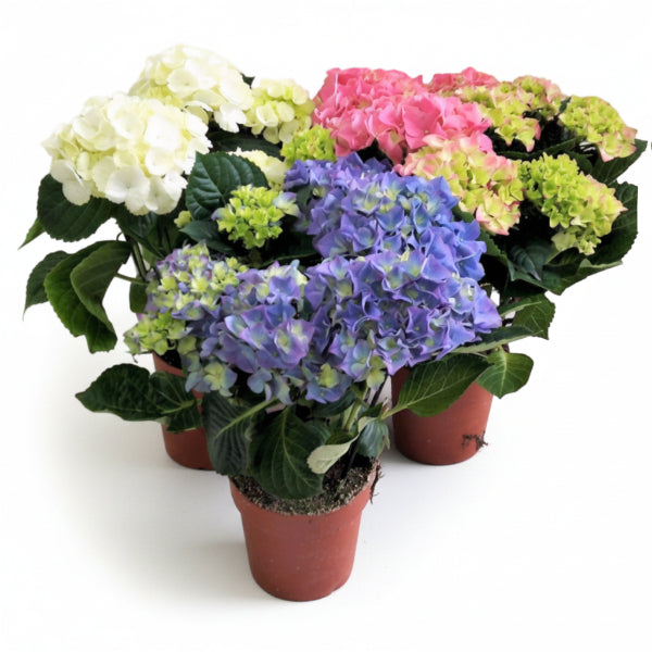 Hydrangea – image 3