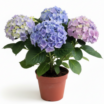 Hydrangea – image 6