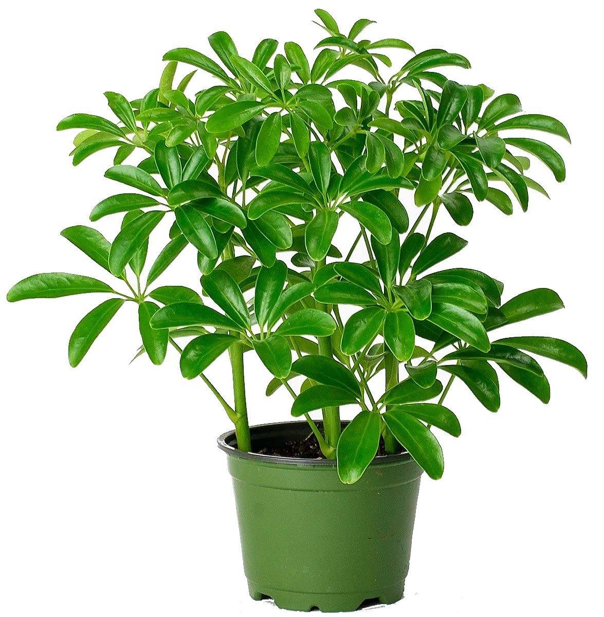 Schefflera Arboricola, Dwarf Umbrella Tree – image 2