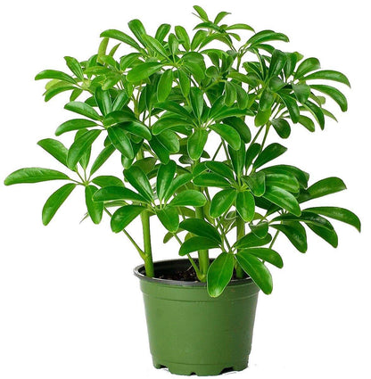 Schefflera Arboricola, Dwarf Umbrella Tree – image 2
