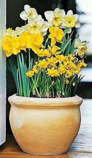 Daffodil Narcissus - Seasonal Flowering Bulb Plant – Green Plants