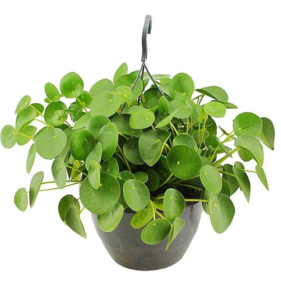 Chinese Money Plant, Pilea Peperomioides – image 3