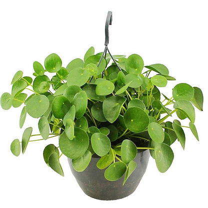 Chinese Money Plant, Pilea Peperomioides – image 3