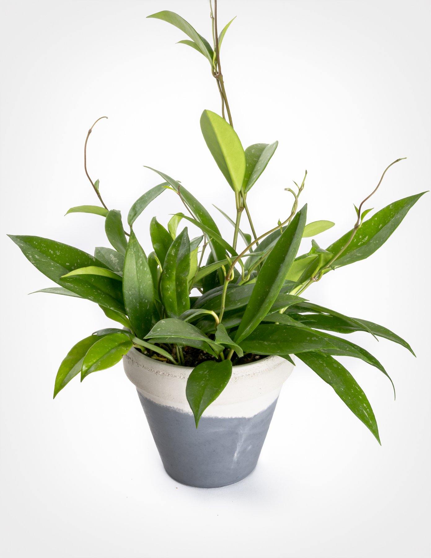 Hoya Publicalyx – image 4