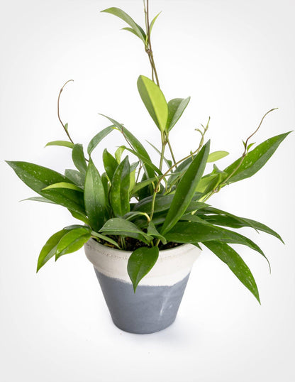 Hoya Publicalyx – image 4