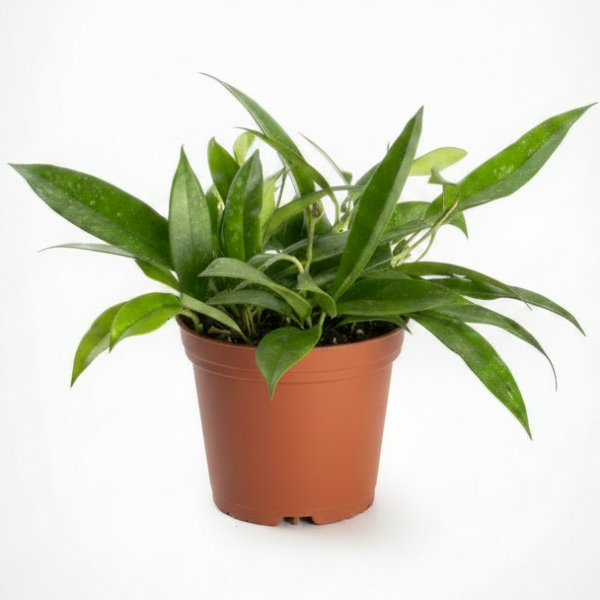 Hoya Publicalyx – image 5