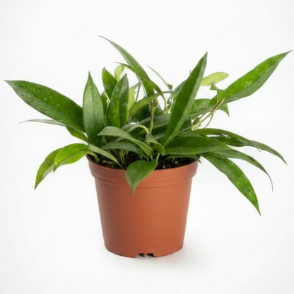 Hoya Publicalyx – image 5
