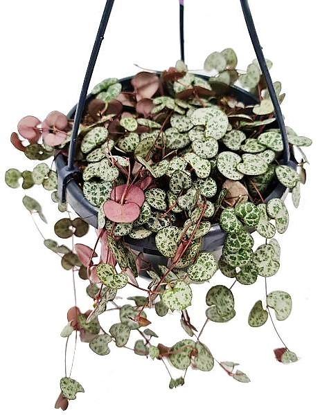 String of Hearts, Ceropegia Woodii, Variegated – image 2