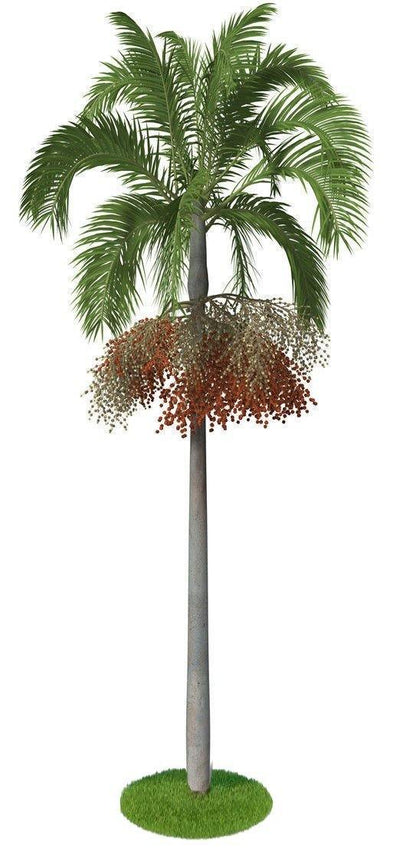 Carpentaria Palm, Carpentaria Acuminata – image 5