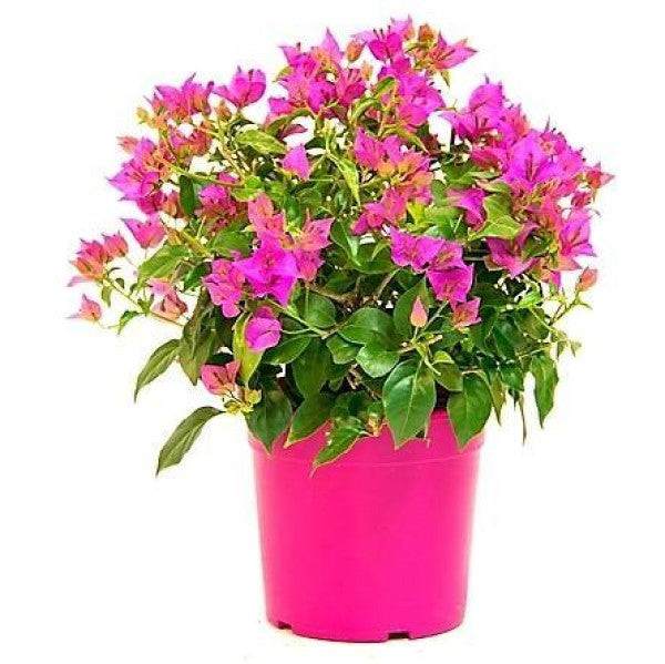 Bougainvillea Pink Pixie – image 6