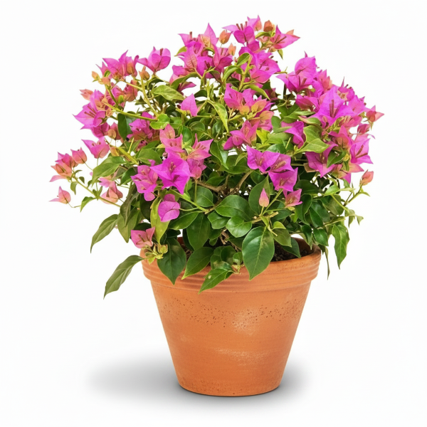 Bougainvillea Pink Pixie – image 1