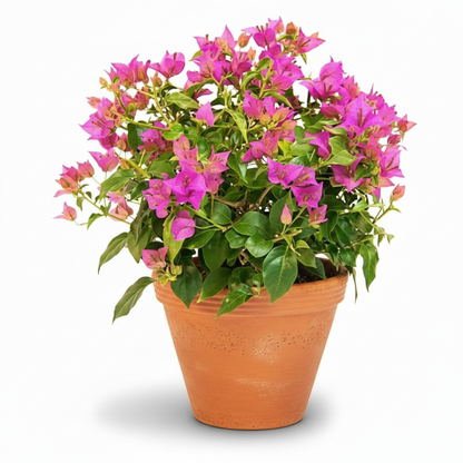 Bougainvillea Pink Pixie – image 1