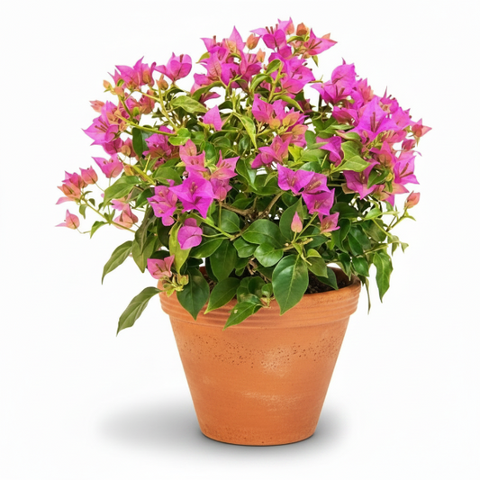 Bougainvillea Pink Pixie – image 1