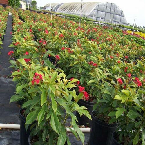 Jatropha Integerrima, Peregrine, Spicy Jatropha – image 6