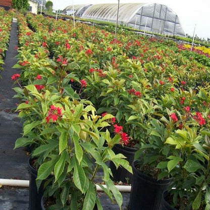Jatropha Integerrima, Peregrine, Spicy Jatropha – image 6