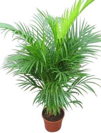 Areca Palm, Chrysalidocarpus lutescens (Indoor) – image 2