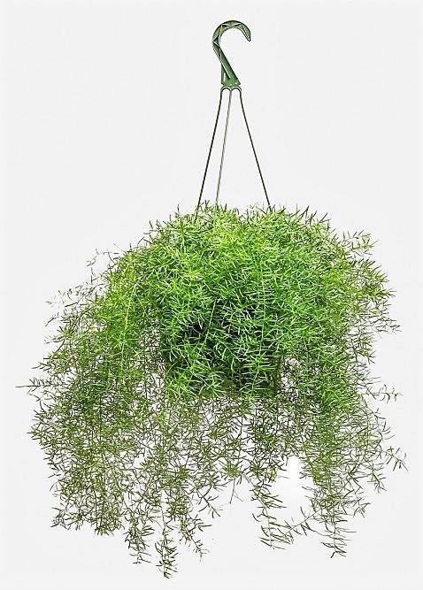 Asparagus Hanging – image 3