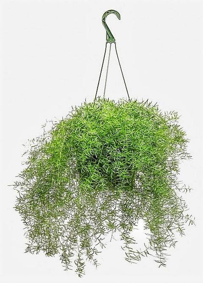 Asparagus Hanging – image 3
