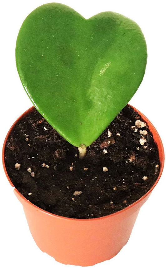 Lucky Heart, Hoya Kerrii – image 2